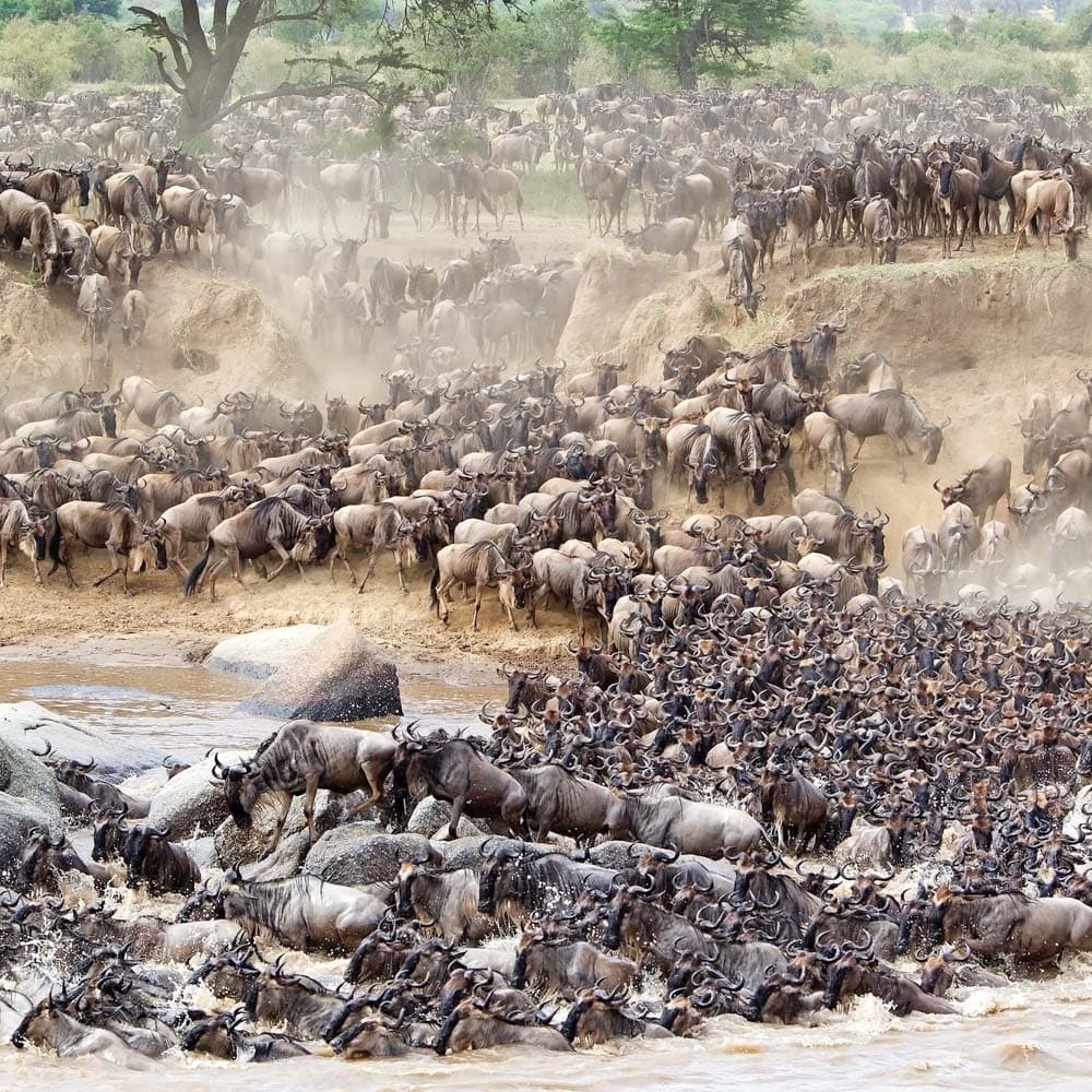 The Great Migration — 