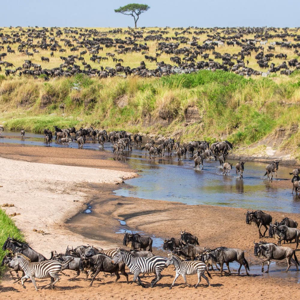 The Great Migration — 