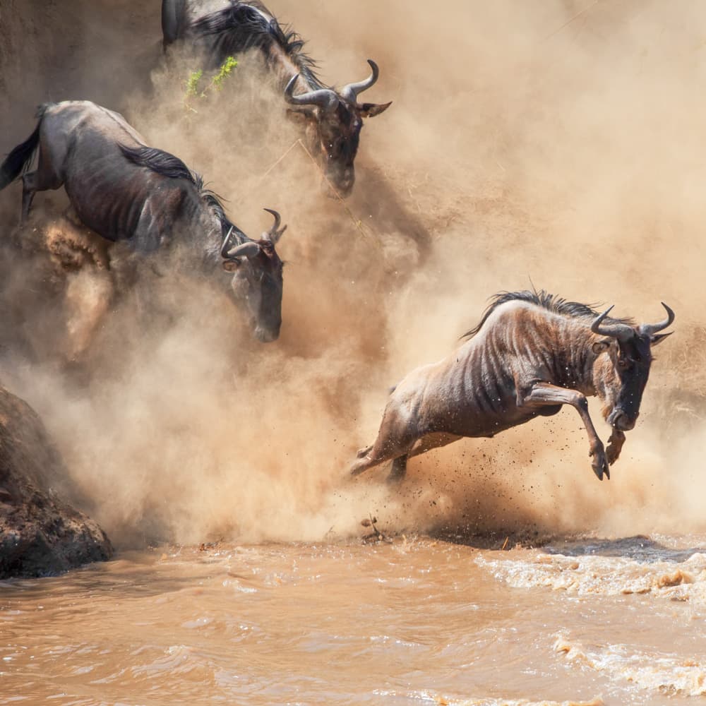 The Great Migration — 