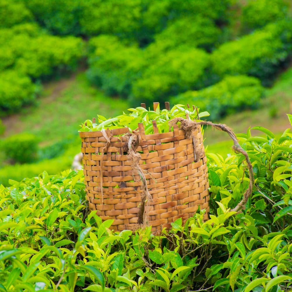 Usambara Mountains — 