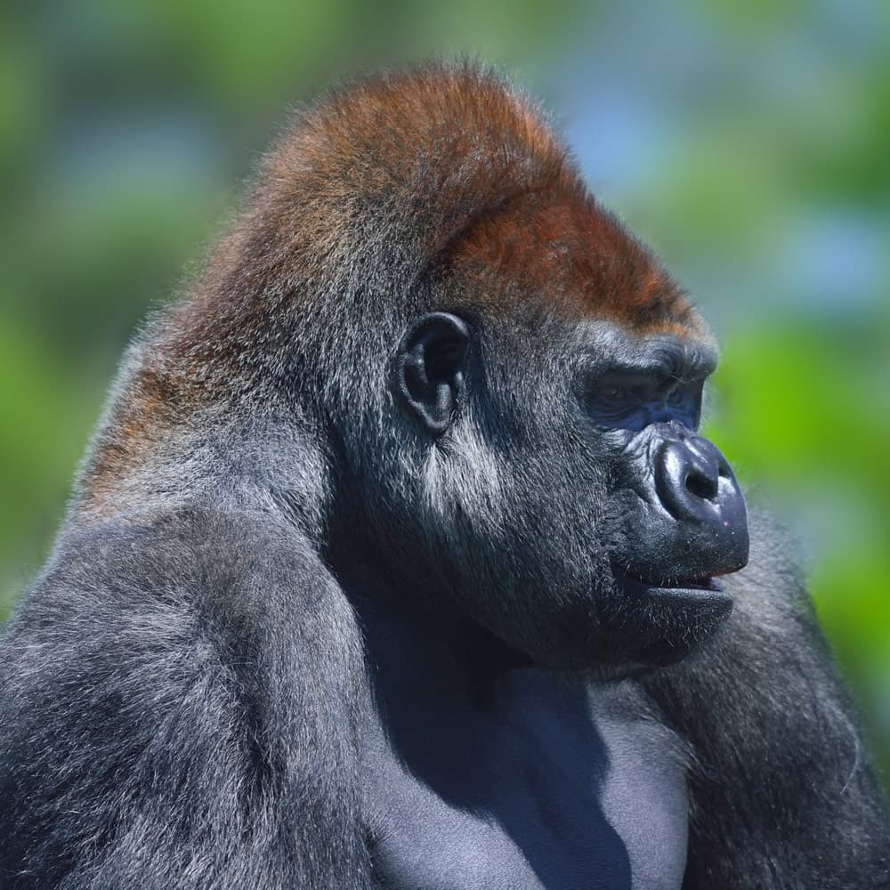 Bwindi Impenetrable National Park — Uganda, Africa