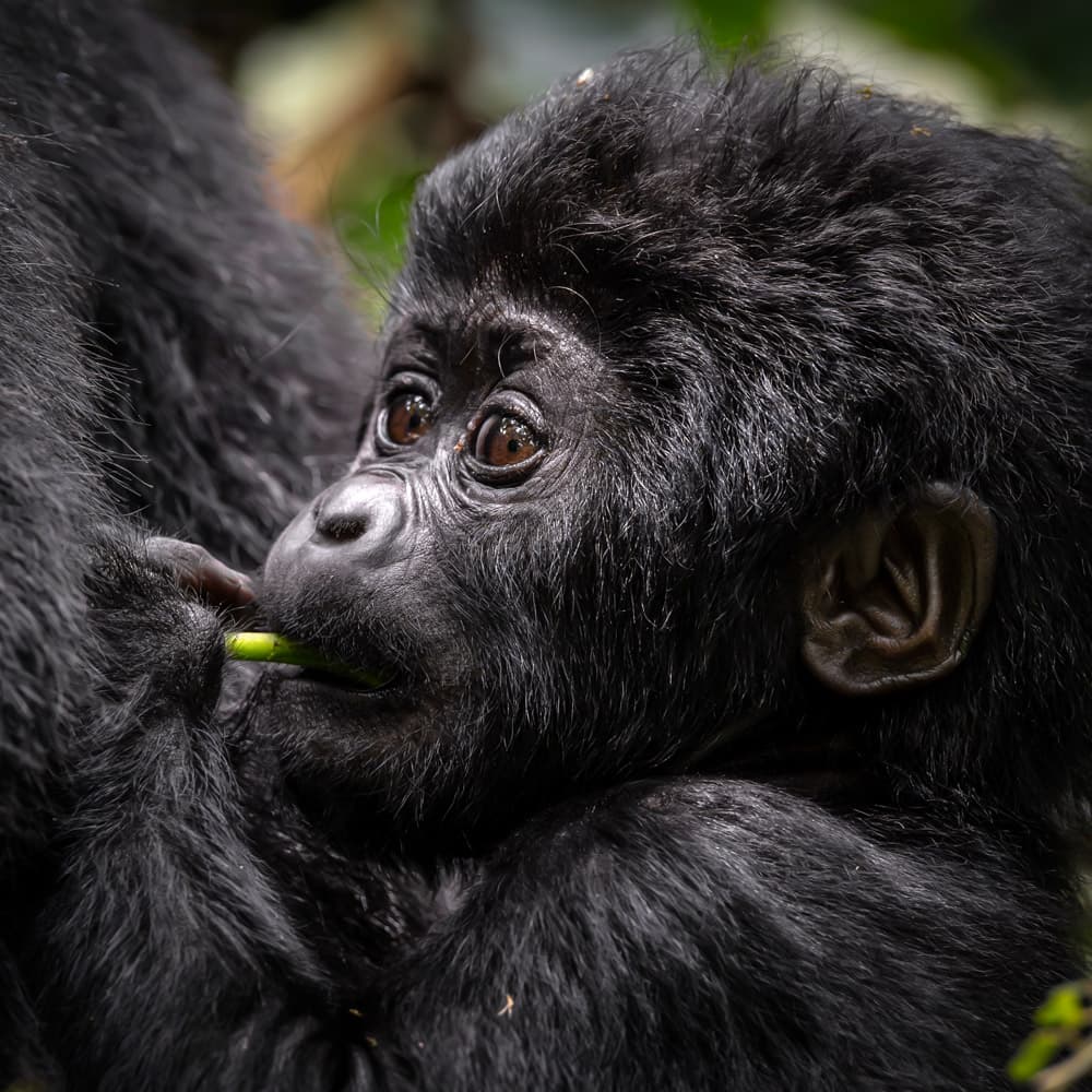 Bwindi Impenetrable National Park — 