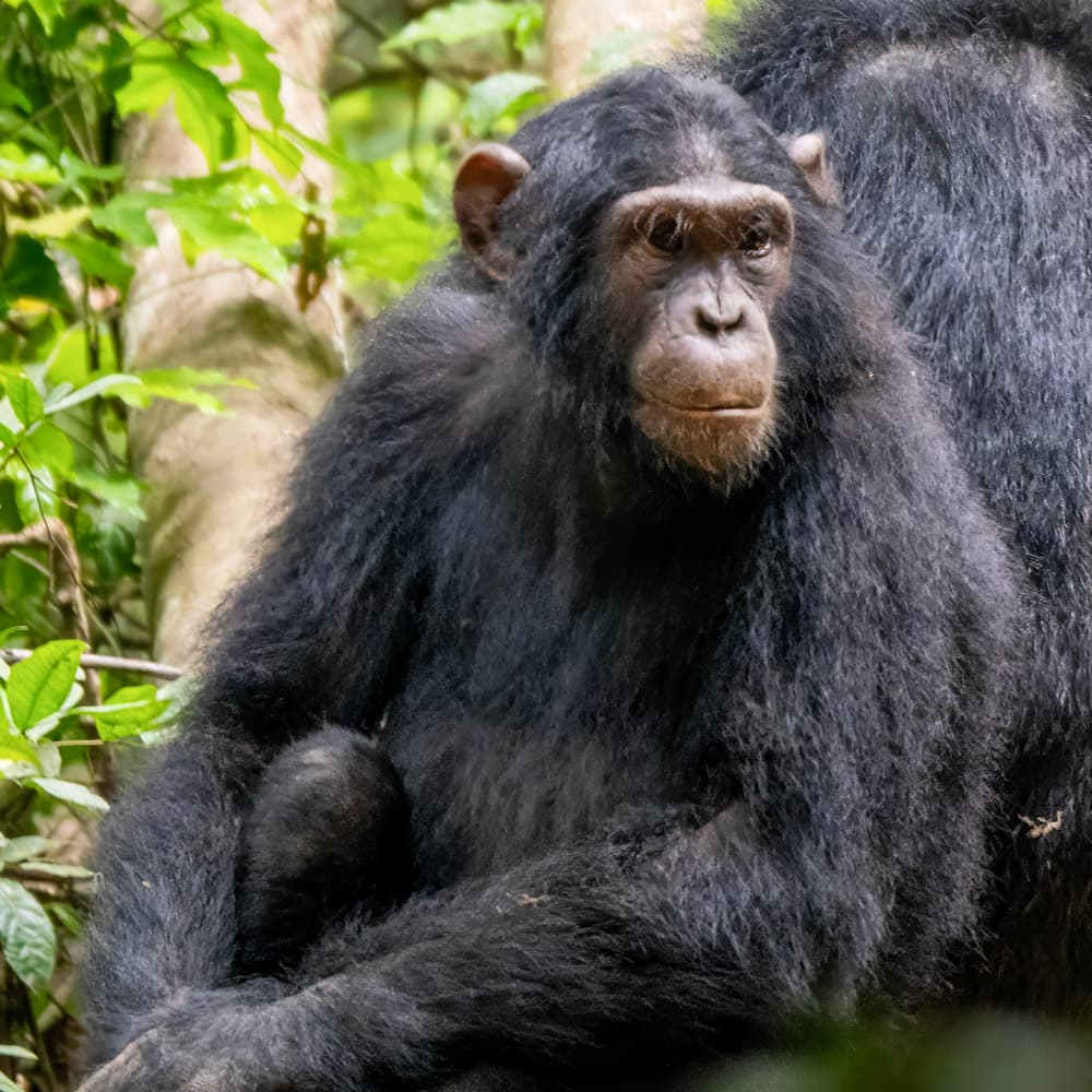 Kyambura Gorge — Uganda, Africa