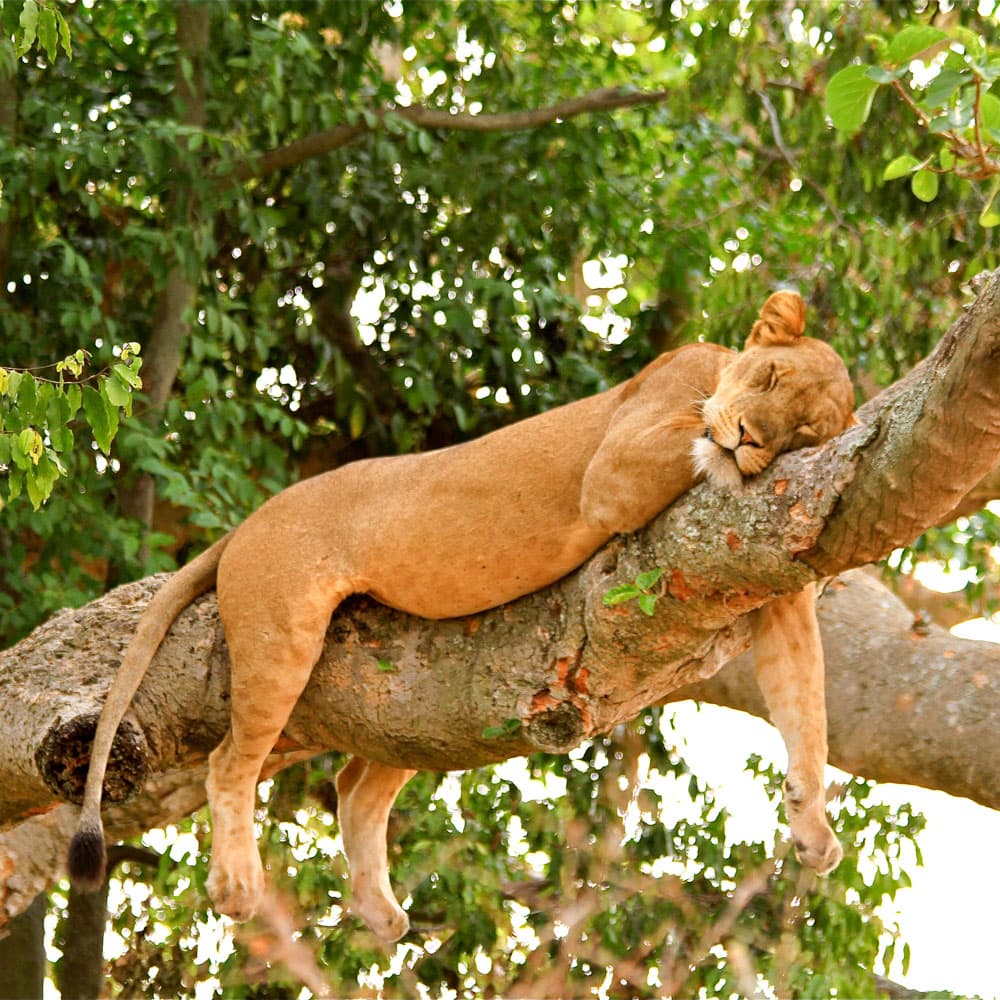 Ishasha Wilderness Camp — Uganda, Africa
