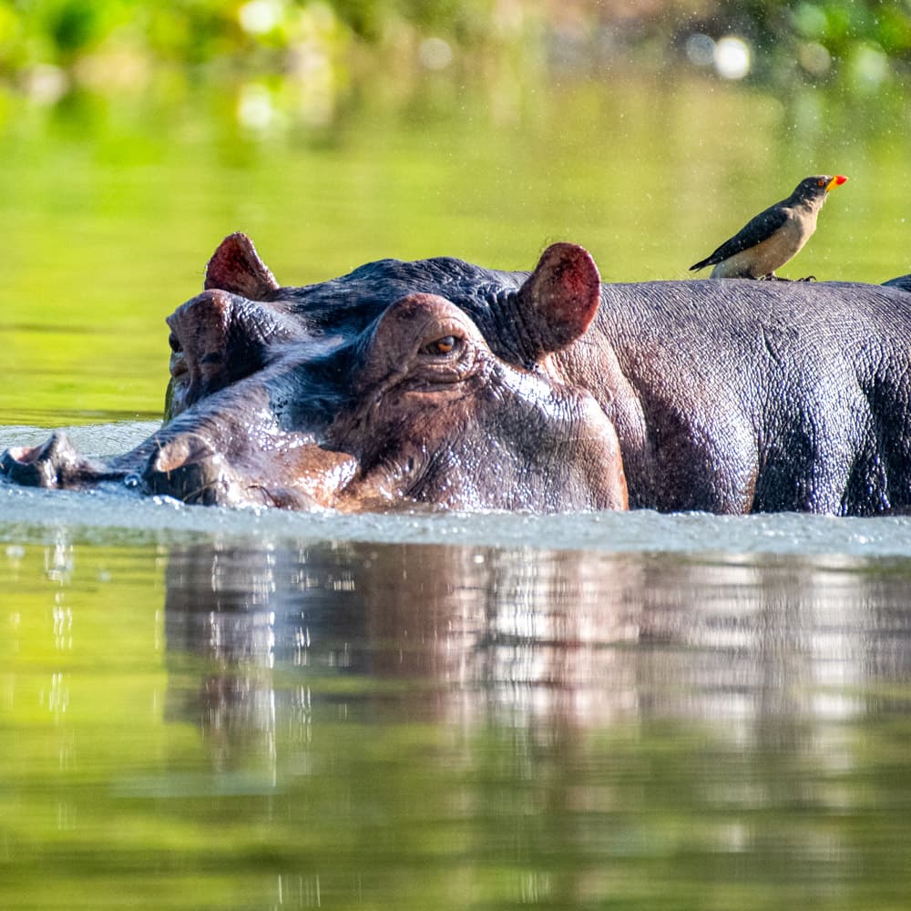 Kazinga Channel — 
