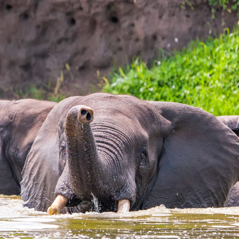 Kazinga Channel — 