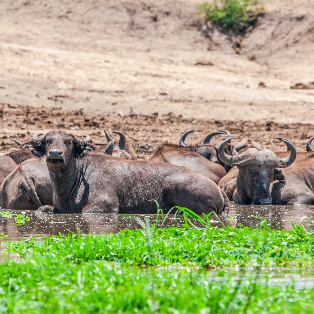 Kazinga Channel — 