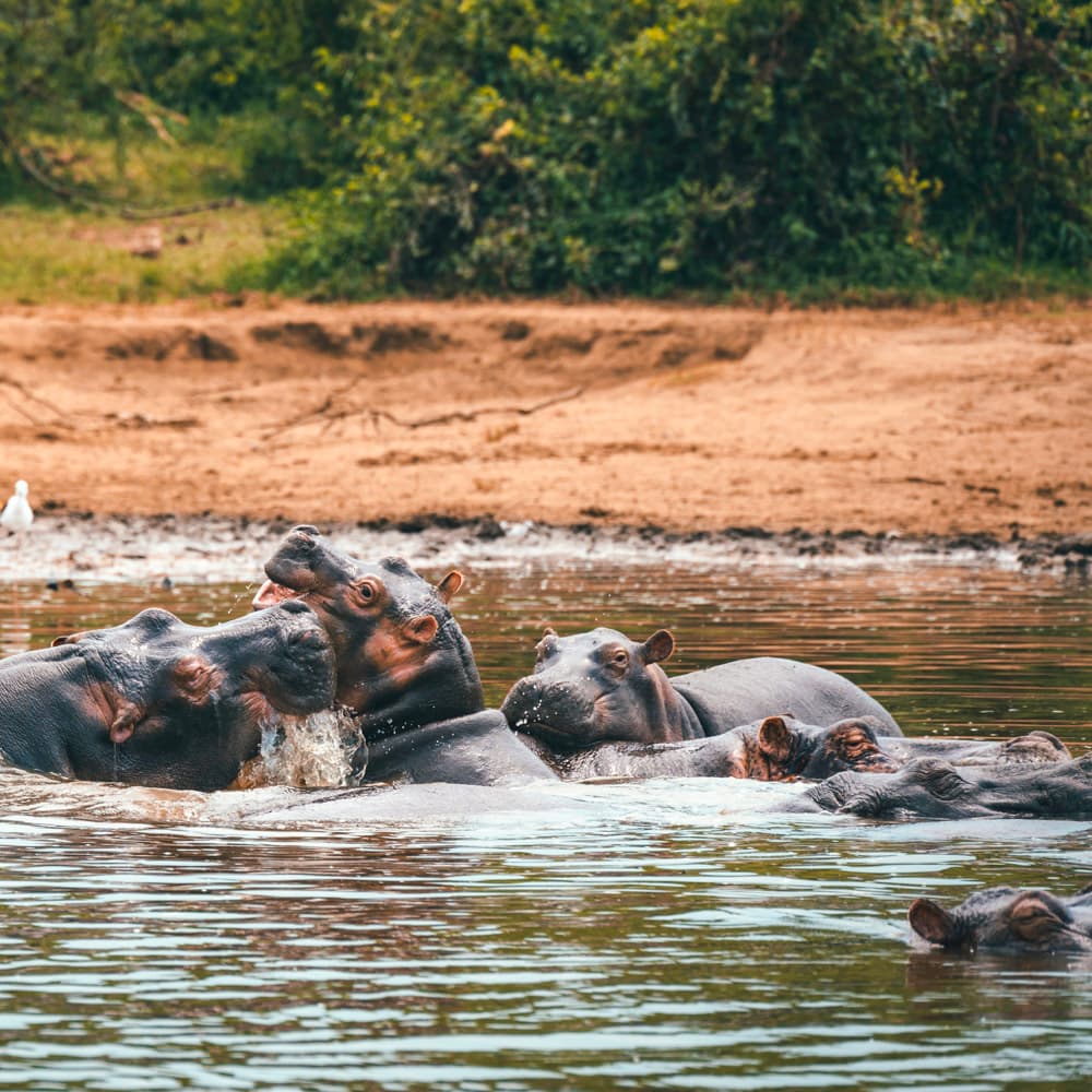 Kazinga Channel — 
