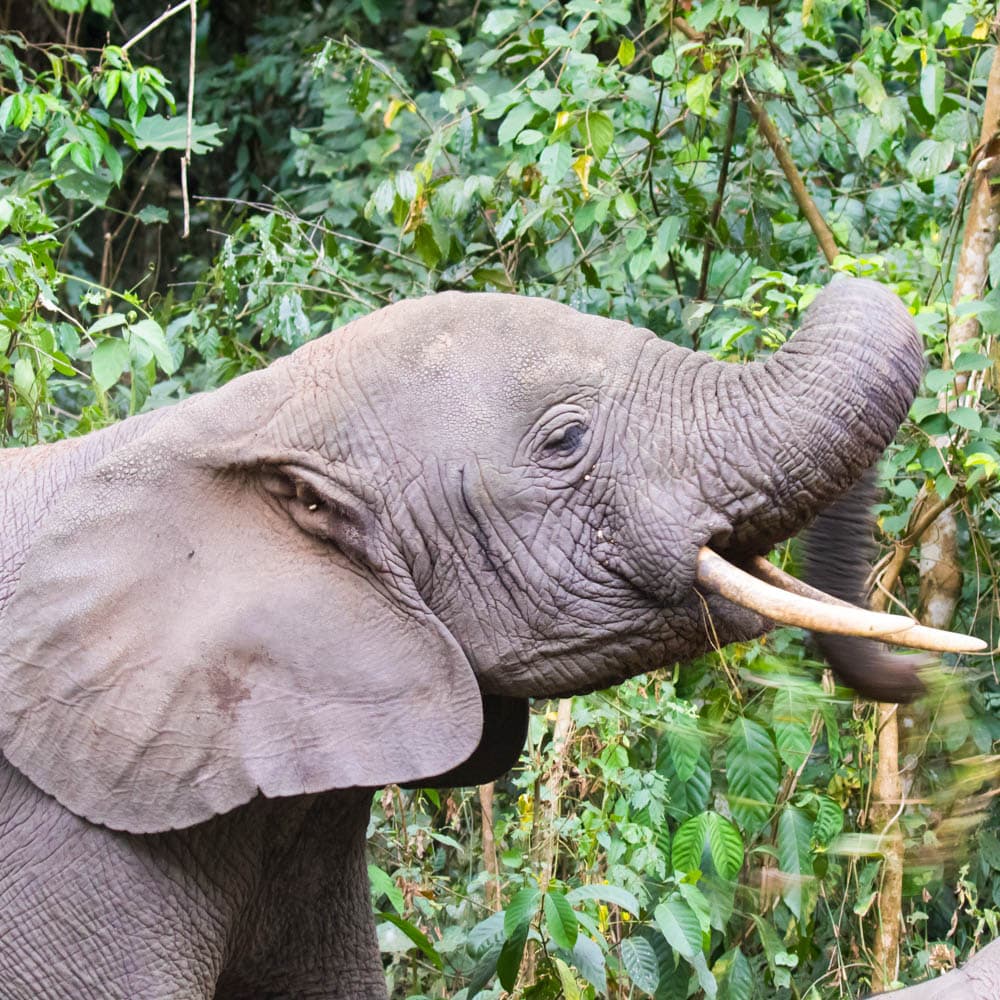Kibale Forest National Park — Uganda, Africa
