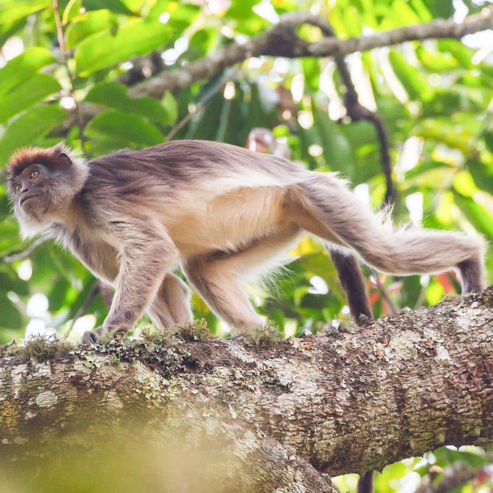 Kibale Forest National Park — 