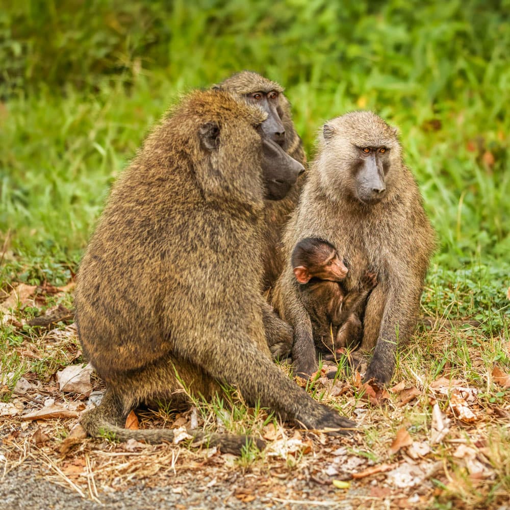 Kibale Forest National Park — 