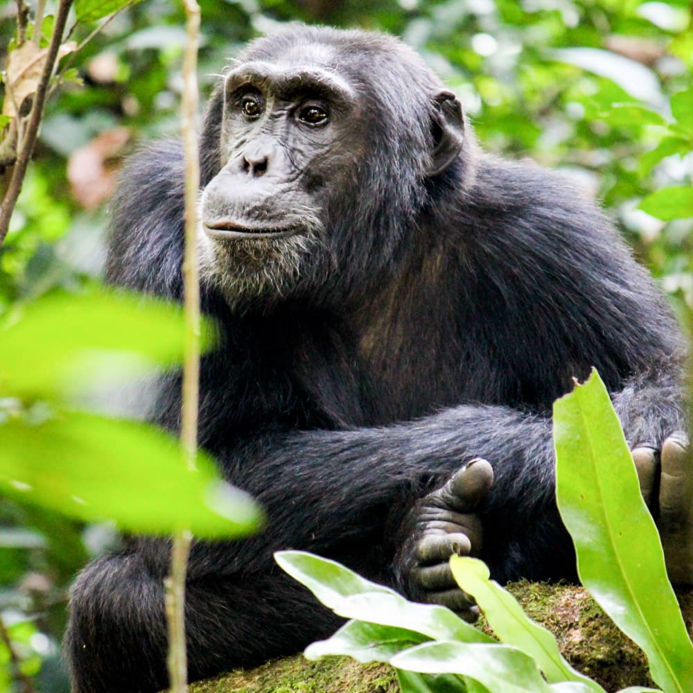 Kibale Forest National Park — 
