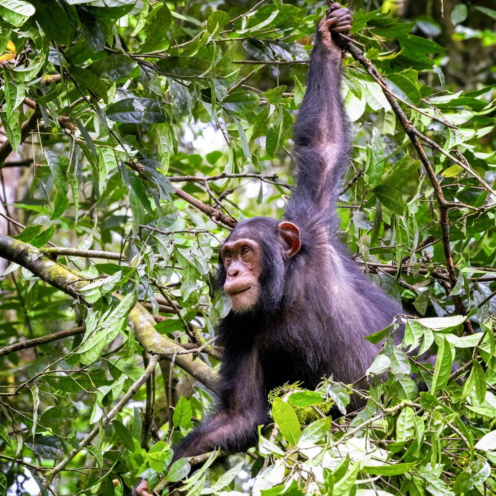 Kibale Forest National Park — 