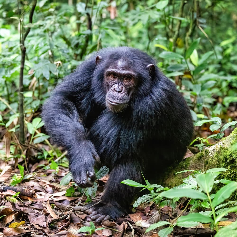 Kibale Forest National Park — 