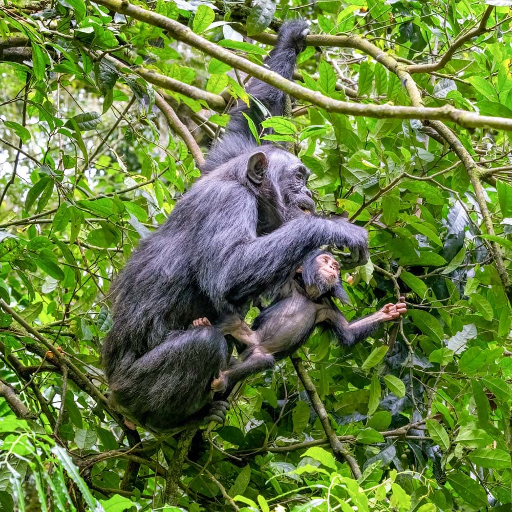 Kibale Forest National Park — 