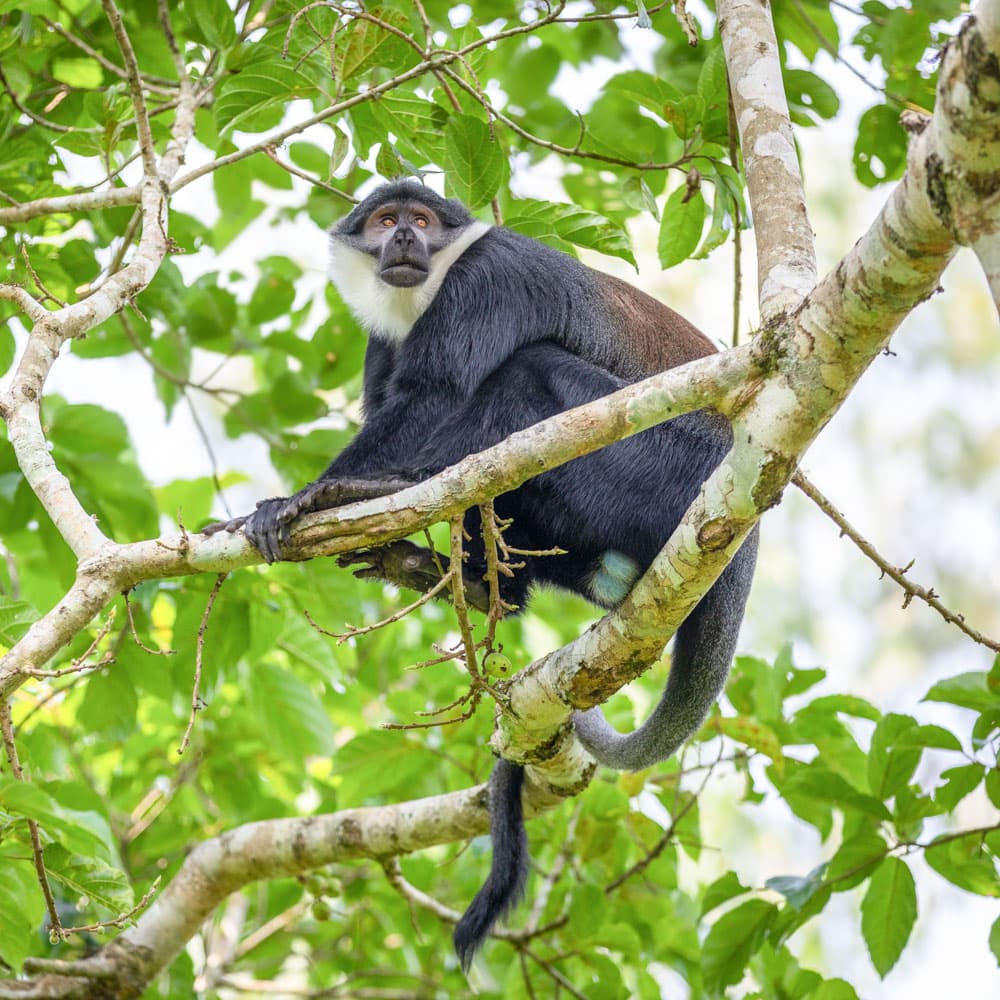 Kibale Forest National Park — 