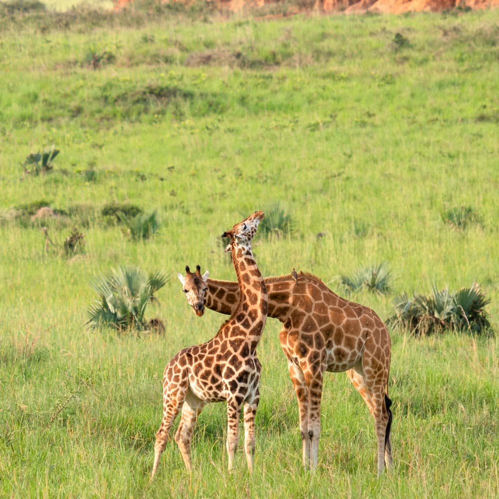 Murchison Falls National Park — Uganda, Africa