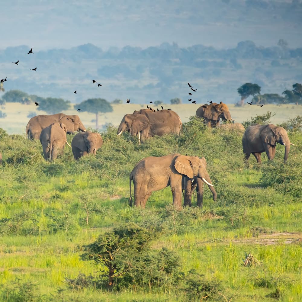 Murchison Falls National Park — 