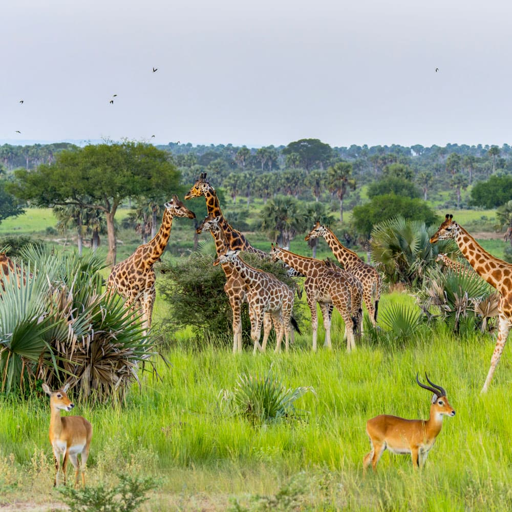 Murchison Falls National Park — 