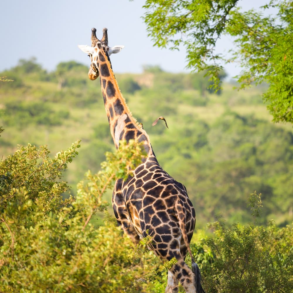 Murchison Falls National Park — 