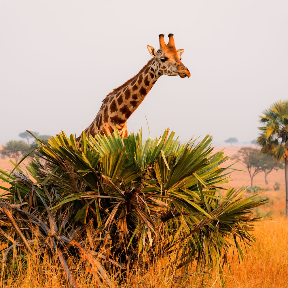 Murchison Falls National Park — 