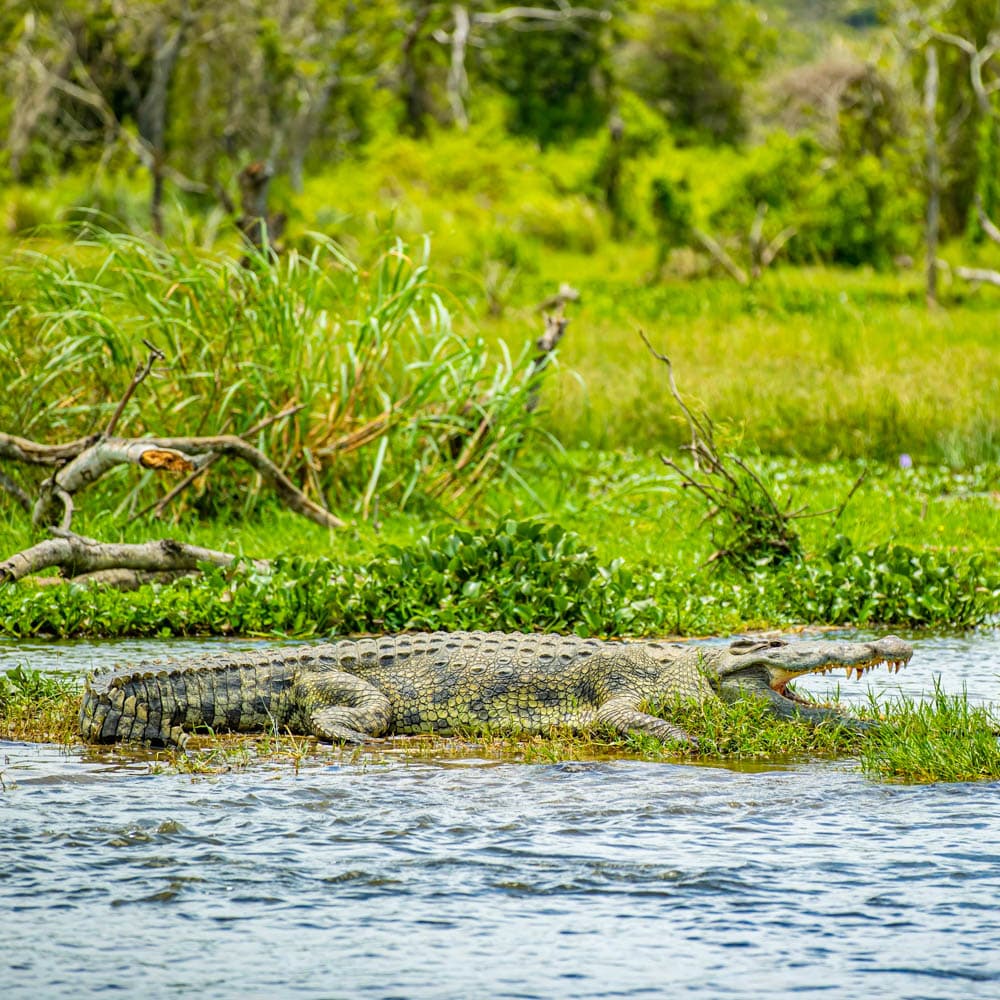Murchison Falls National Park — 