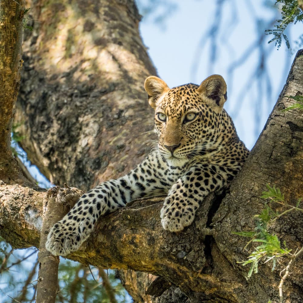 Murchison Falls National Park — 