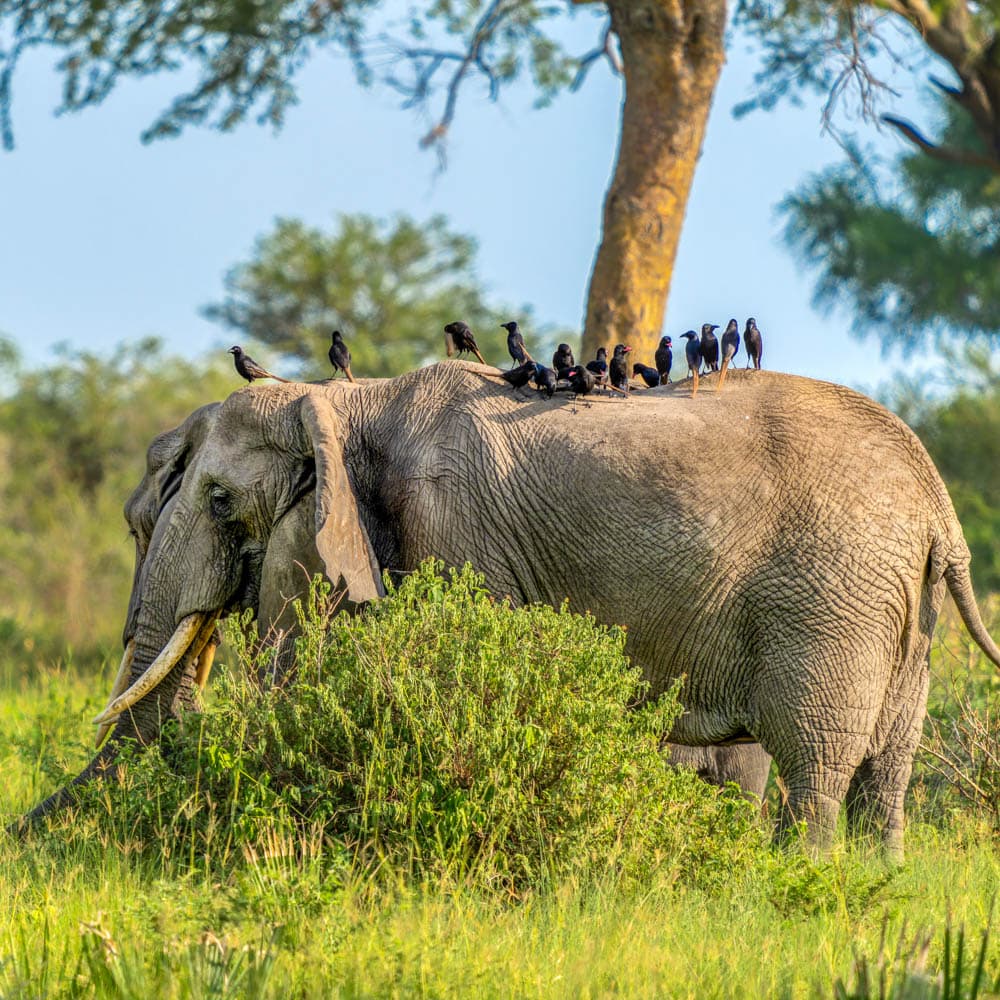 Murchison Falls National Park — 