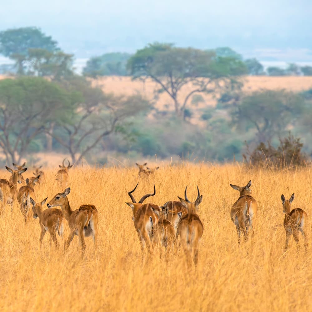 Murchison Falls National Park — 