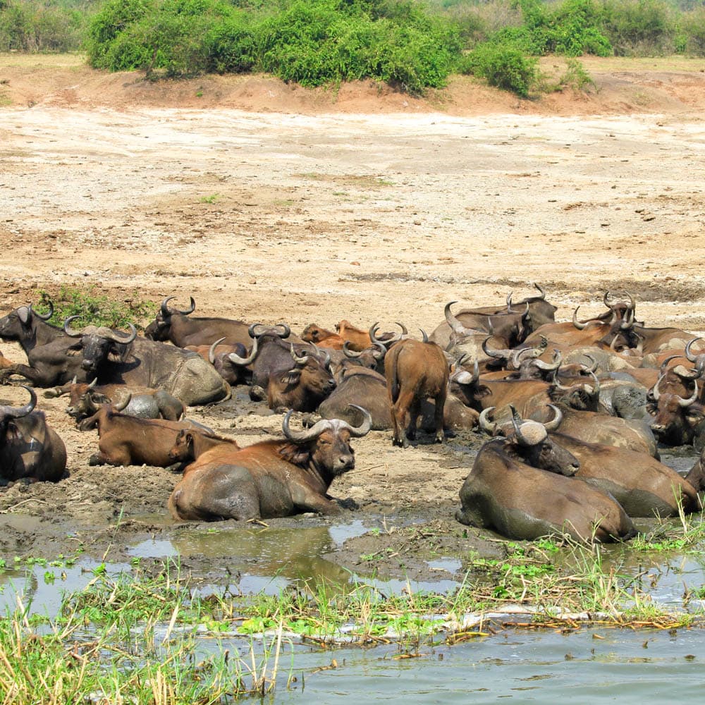 Queen Elizabeth National Park — Uganda, Africa