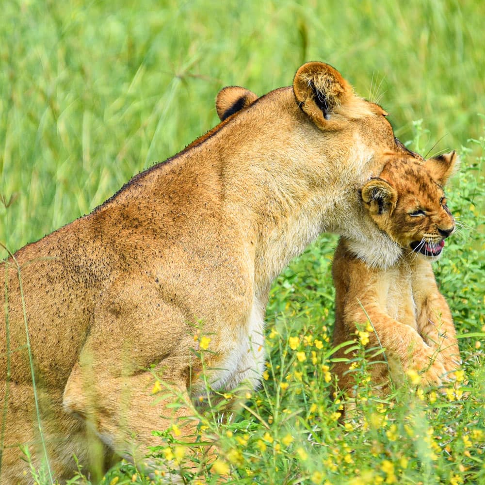 Queen Elizabeth National Park — 