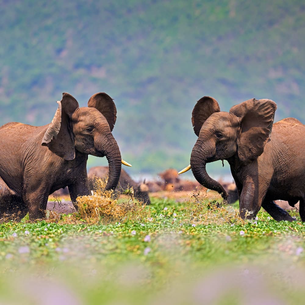 Queen Elizabeth National Park — 