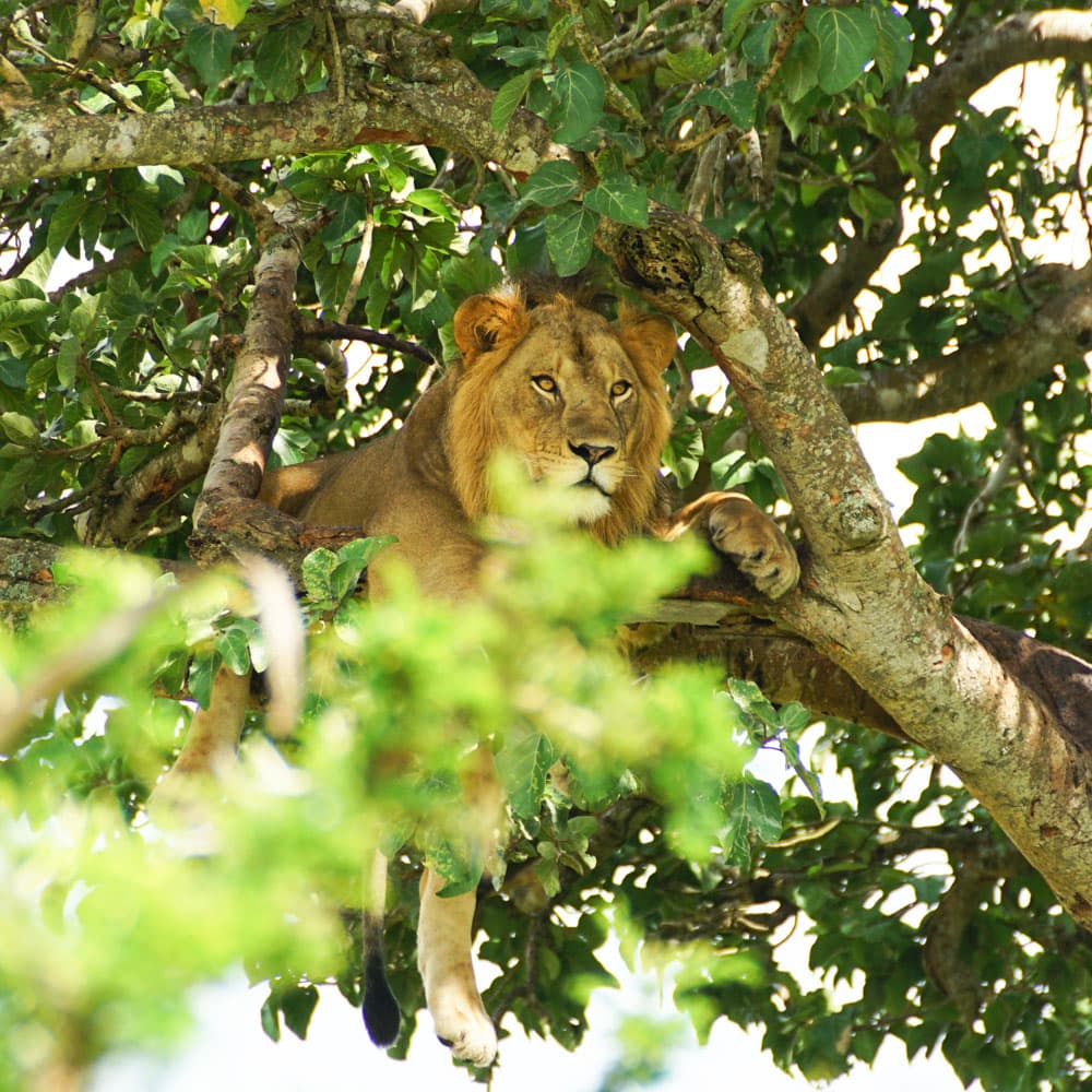 Queen Elizabeth National Park — 