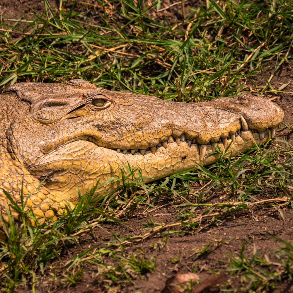 Queen Elizabeth National Park — 