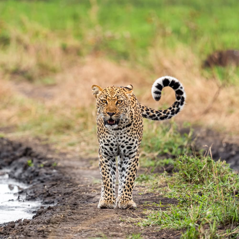Queen Elizabeth National Park — 