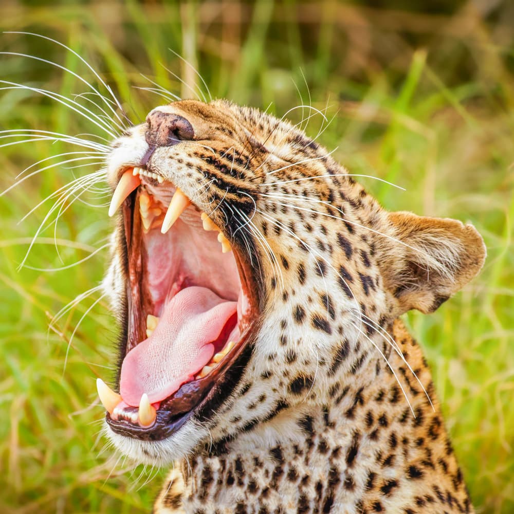 Queen Elizabeth National Park — 