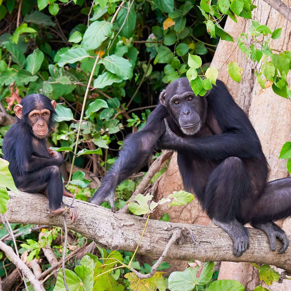 Baboon Island — The Gambia, Africa