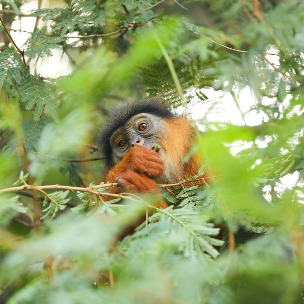 Bijilo Forest Park — The Gambia, Africa