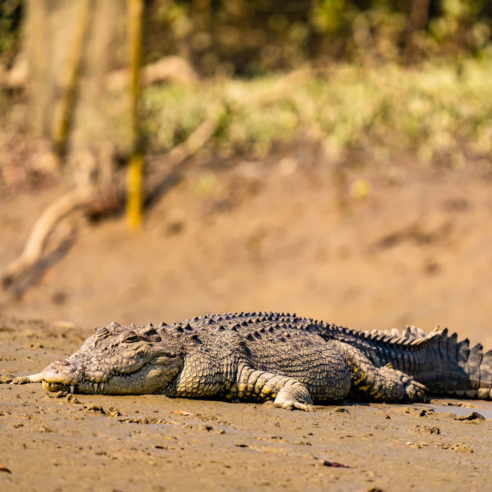 River Gambia National Park — The Gambia, Africa