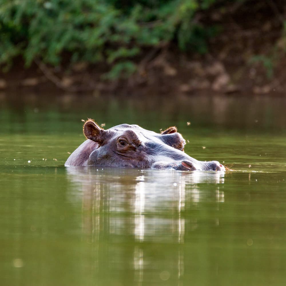 River Gambia National Park — 