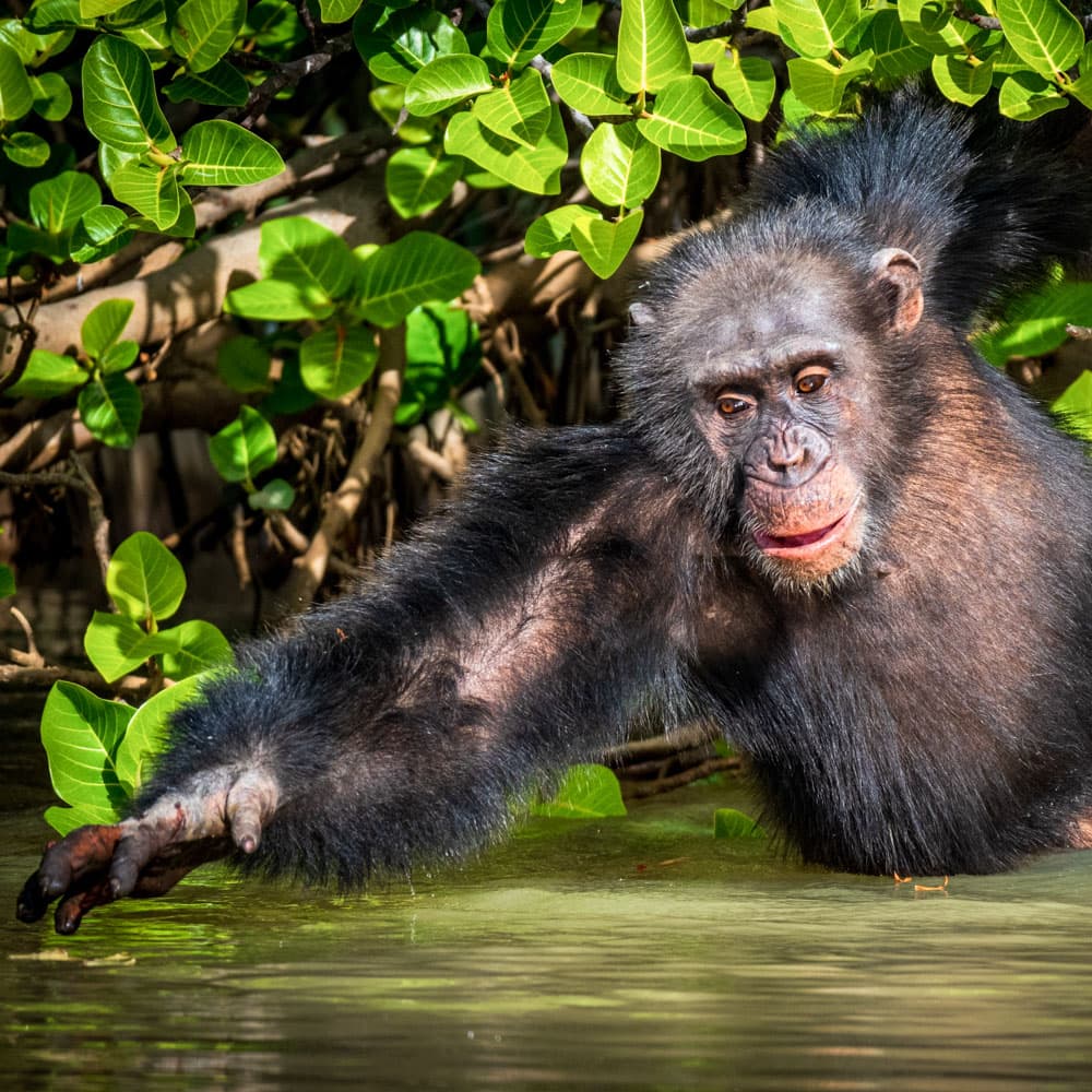 River Gambia National Park — 