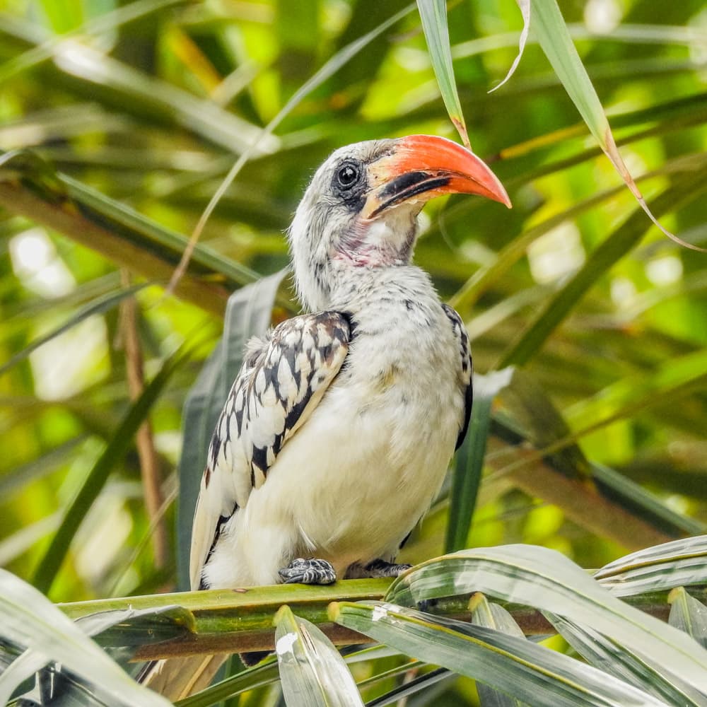 Serrekunda — The Gambia, Africa
