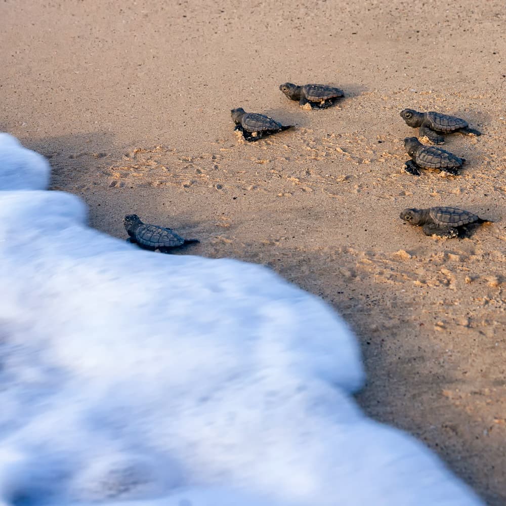 Ervatão Beach, Boa Vista — Cabo Verde, Africa