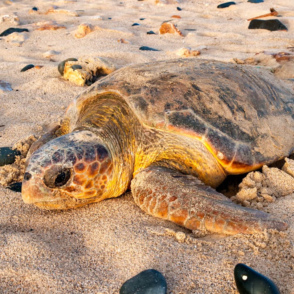 Ervatão Beach — 