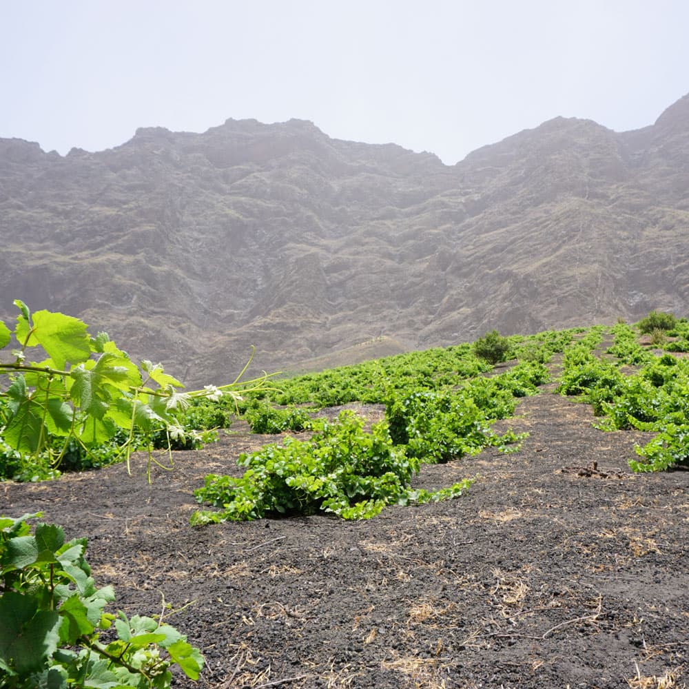 Fogo Vineyards, Fogo — Cabo Verde, Africa