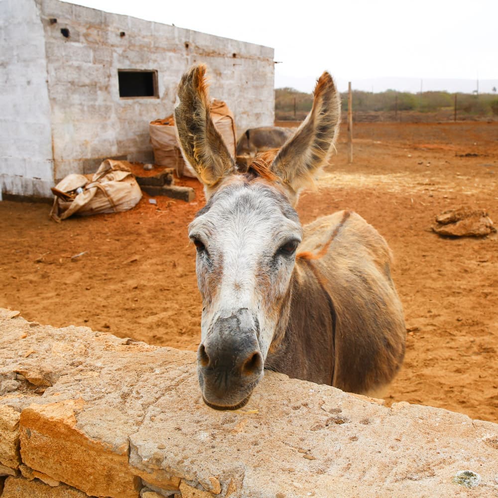 Maio's Rural Backroads, Maio — Cabo Verde, Africa