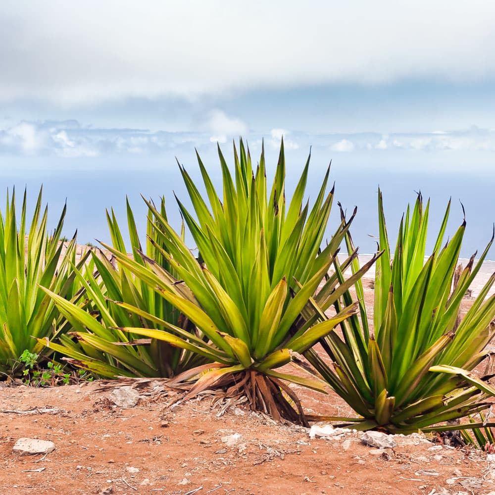 Monte Verde Natural Park — 