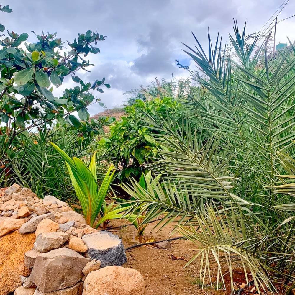 Palmeira da Cruz EcoLodge, Santo Antão — 