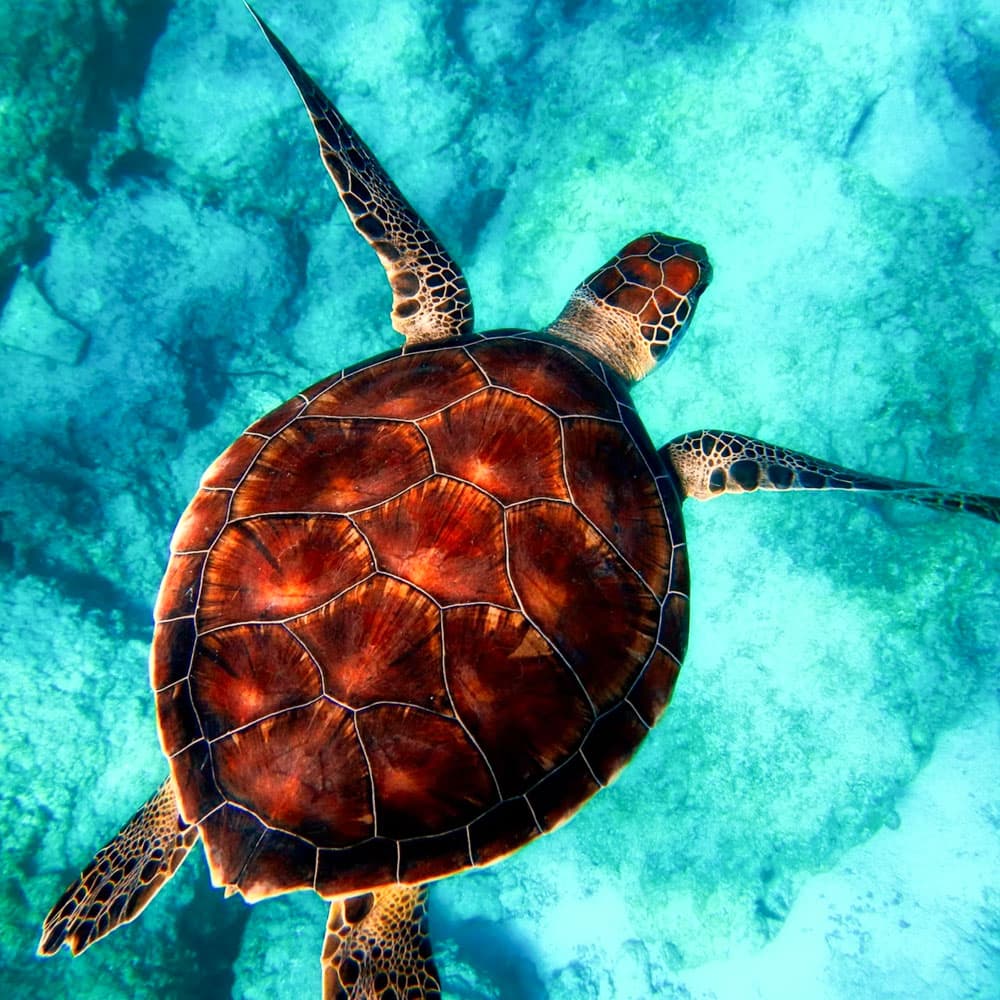 Sealife Experience, Sal — 