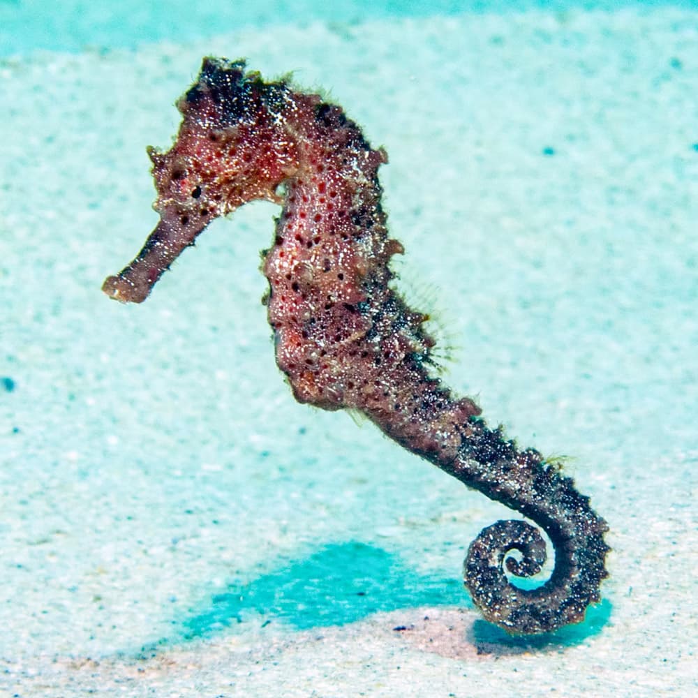 Sealife Experience, Sal — 